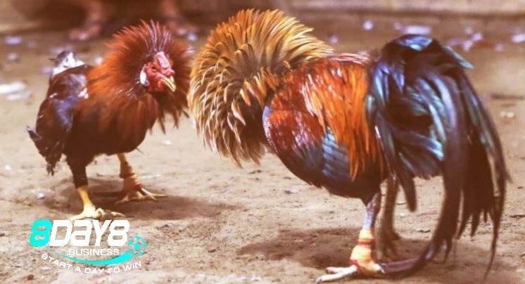 Cược Đá Gà Cựa Sắt với 3 hình thức