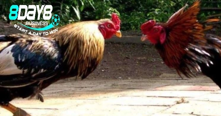 Đá Gà Cựa Sắt