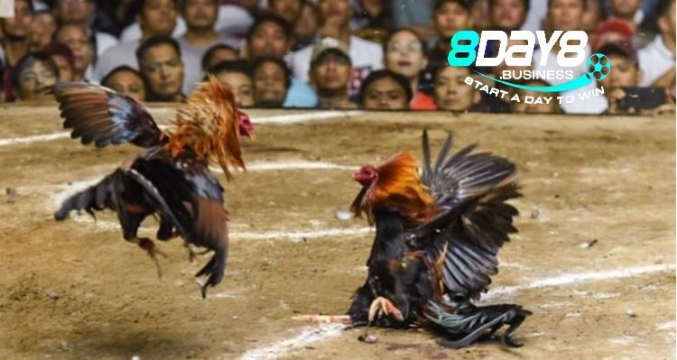 Ưu điểm nổi bật ở Đá Gà Philippines