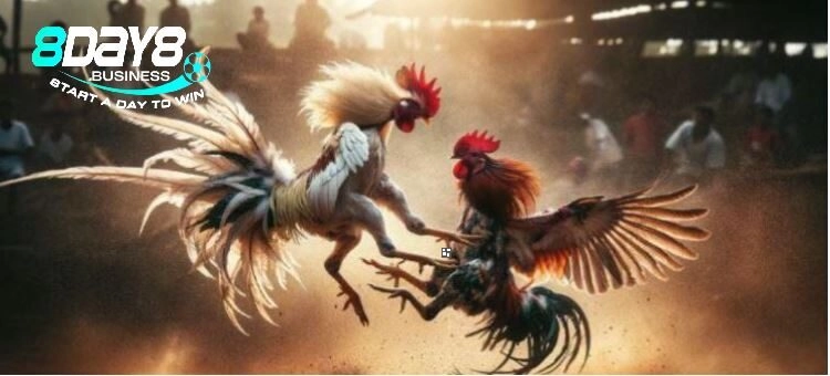 Vài nét đặc sắc của Đá Gà Philippines