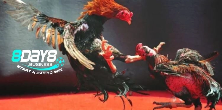 Đa dạng trận đá kê Thomo