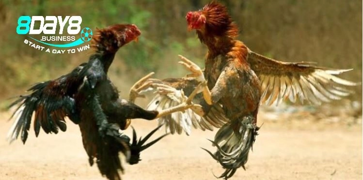 Cách công bố thắng thua Đá Gà Thomo