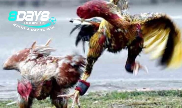 Bí kíp để cược kê với chiến thắng luôn cao nhất