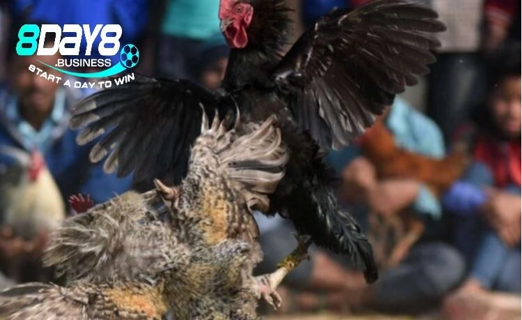 Phân bổ vốn hợp lý chính là mẹo đá gà hay nhất